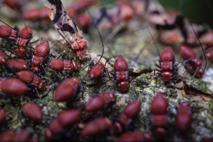Learn about termite control