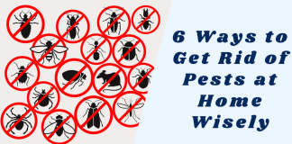 Get Rid of Pests at Home