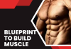 Blueprint to build muscle