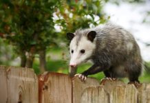 Easy DIY Possums For Your Home
