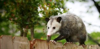 Easy DIY Possums For Your Home