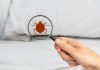Get Rid Of Bed Bugs After Extermination
