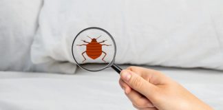 Get Rid Of Bed Bugs After Extermination