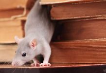 Safeguarding Your Home After A Rodent Infestation