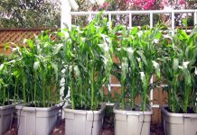 Growing Corn in a Container